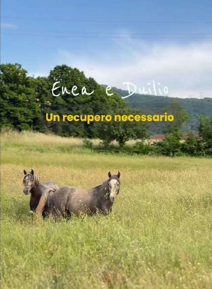 Cover del reel Enea e Duilio: Un recupero necessario, con i due asini in Calvana
