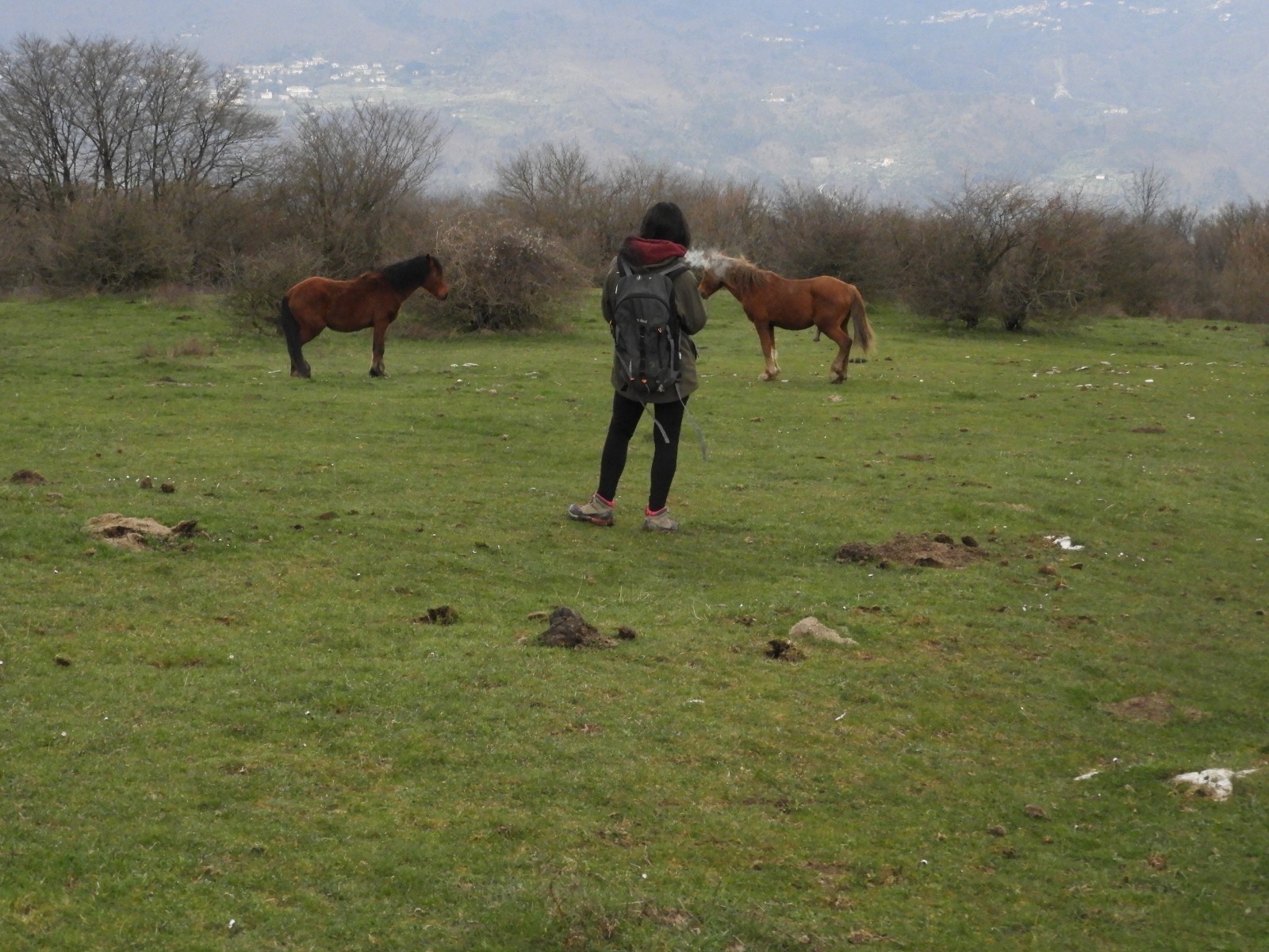 Persona sul campo mentre osserva due cavalli in montagna
