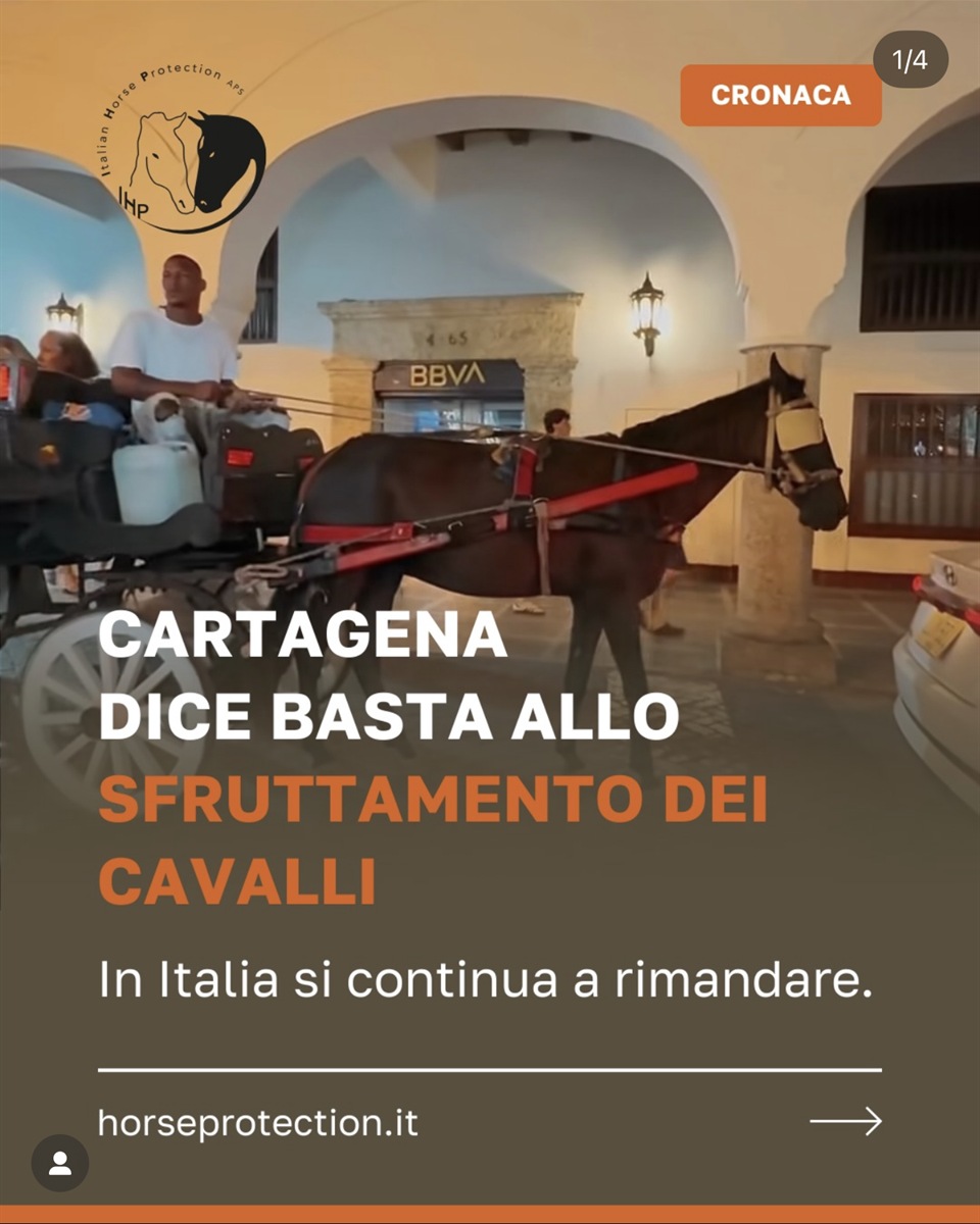 Creatività IHP: Cartagena dice basta allo sfruttamento dei cavalli. In Italia si continua a rimandare