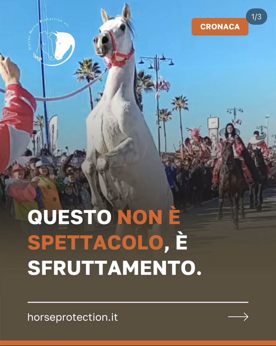 Creatività IHP: Questo non è spettacolo, è sfruttamento